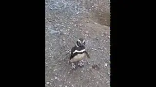Magellanic Penguins on Chile's Magdalena Island