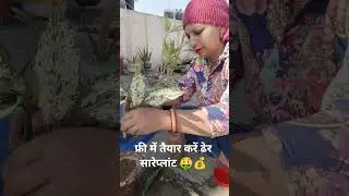 #yt #hardy plant #indoor plants #houseplants #please #propagation#aglonema#plant care tips#shorts