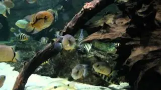 L'Aquarium de Paris : les pensionnaires