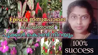 Episcia complete flowering tips/flame violet/#viral #video #trending #youtube @BSDREAMS916
