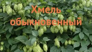 Хмель обыкновенный (humulus lupulus) 🌿 обыкновенный хмель обзор: как сажать, саженцы хмеля