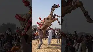 पहली बार ईतना जबरदस्त ऊंट डास Gouri sharma vlog #gourisharmavlog #minivlog #gourisharmareel