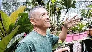 Kisah Sukses Petani Tanaman Hias Anthurium Corong, Bangun Rumah Makan Dari Hasil jual Bibit pohon 