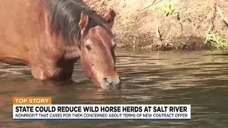 State looks to reduce Salt River wild horse herds