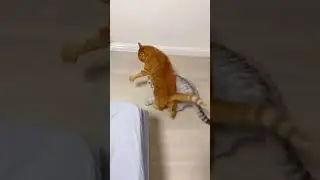 Funny cat war