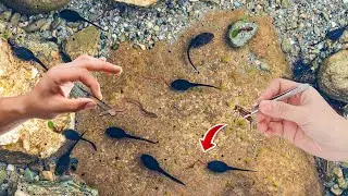 ALIMENTANDO GIRINOS com INSETOS pra VIRAR SAPO *exército de sapos*