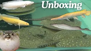 Monster fish collection | golden gar platinum albino channa peacock Bass sting ray puffer | bt aqua 