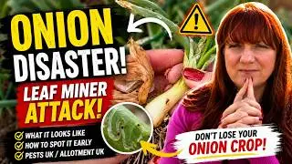 Allotment Problems: Allium Leaf Miner | What It Looks Like Pests UK / Gardening Allotment UK