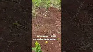 Formiga estar cortando minhas plantas