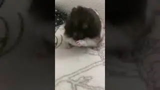 Hamster cleaning itself🐹