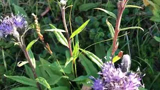 Succisa pratensis - Соссюрея