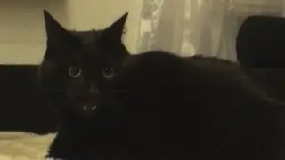 Harlem Shake Devils Cat Style best version the orginal