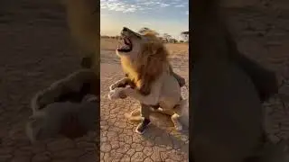 Man vs Lion Impact | Savage Savanna Fury 🦁🔥