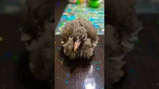 Timmy is full and wants a nap... #bird #wildbirds #petbird