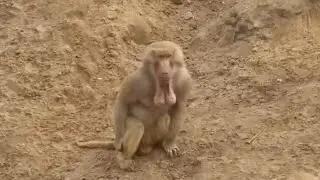 Mad monkey EATS BABY monkey! Baboon flexing BALLS on his chin [ORIGINAL VIDEO]