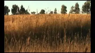 Holistic Management manufacturing carbon in soil takes place when the plant is grazed
