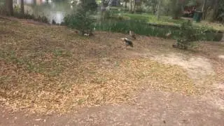 Valata Animals: Episode 22