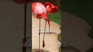 Why are flamingos PINK? 🦩🍤 #Flamingos #FunFacts #Shorts