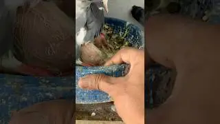 Pigeon loft #pigeon #kabutar #kabootar #birds #kabootarba #kabutar #kabootarloft05 #pigeonhouse