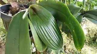 Philippine Native Phaleanopsis Orchids