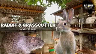 Modern Cages For Rabbit & Grasscutter Farming