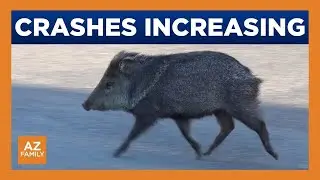 Sanctuary notes increase in wild animals hit by cars in Arizona