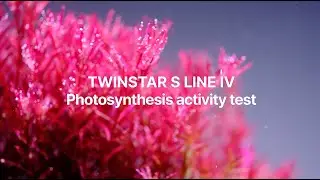 The Twinstar S line's photosynthetic activity test #twinstarlight #aquascape #aquariumlight