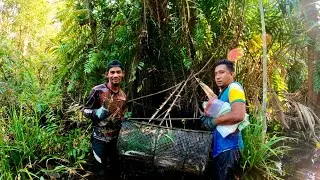 rezeki melimpah membubu ikan keli limbat #eps303
