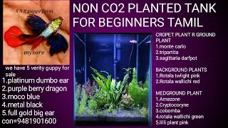 NON CO2 planted tank aquriam(TAMIL) #fish @SASguppyfarmMYSORE 