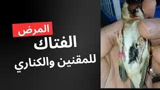 اكثر مرض يفتك بالمقنين وطريقة علاجه 