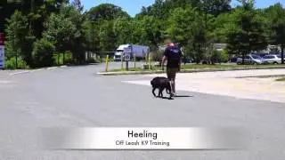 Best 1-Year Old Black Lab Lewie: Lab Training in Northern Virginia New