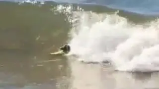 The World's First Surfing Mice - The Radical Rodents