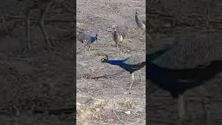 Peacock And Snake Fighting At National Park ￼￼￼￼