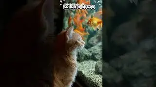 Wildlife Brave - A Cute Orange Cat Watching Golden Fishes In The Aquarium