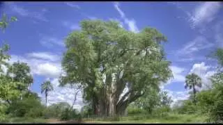 Baobab Tree, Victoria Falls, Zimbabwe - Aerial footage