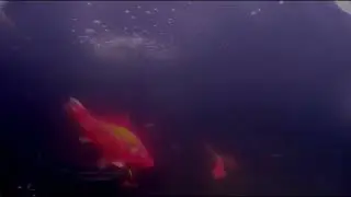 Somethings Fishy 2 - Feeding Time