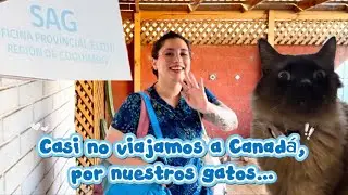 Casi no viajamos a Canadá por nuestros gatos… 