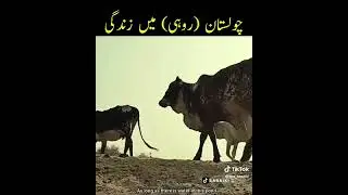 cholistan(Rohi) ki halat zindgi.