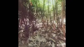 kulikan pattiya oridam