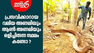 ഒരുമിച്ചിരുന്ന രണ്ട് അണലികളെ പിടികൂടി വാവാ സുരേഷ് | Vava Suresh | Snakemaster EP 859