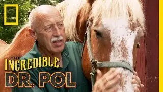 Animal Update: KC the Horse | The Incredible Dr. Pol