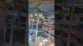 kabutar farming