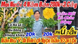 26/12☎️ 0976500689 ☎️🌴mai vàng chơi Tết 70k🌴18 mã số-giảo Phú Tân-đại Lộc-bình lợi-như ý-Ngọc toàn 