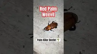 Red Palm Weevil 🧬 Rhynchophorus ferrugineus🪲 Deadly Palm Destroyer 🌴