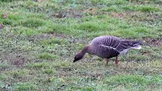 Kurzschnabelgans/ Pink- footed Goose
