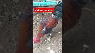 kelso sweater #shortsvideo #asmr #viral #trending #kelso #sweater #chicken #puppet #nice #rooster