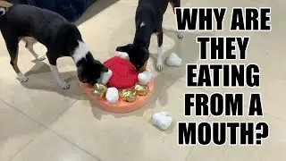 Basenjis Eat Out Of A Mouth!