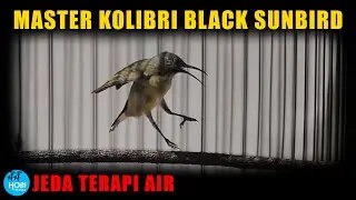 Master Kolibri Hitam Black Sunbird | Jeda terapi air | AAHOBI MANIA