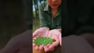 Tiny Wonders: The Secret Life of the Ladybug
