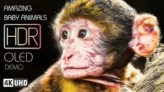 Baby Animals 4K HDR - Relaxing Cinematic Nature Film - Ultra Realistic Animal Life in 4K UHD
